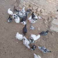 غاز واردک اسرائیلی