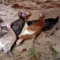 ۶عدد بوقلموبه فروش می‌رسد