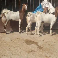 ۳ تا کهره تیشتر پاکستانی روزگاری ( بز )