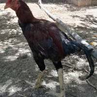 مرغ و خروس لاری