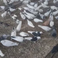 کبوتر|پرنده|خلجستان, |دیوار