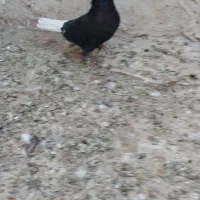 کفتر دمسفید|پرنده|تایباد, |دیوار