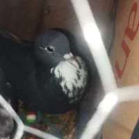 کفتر|حیوانات|زرند, |دیوار