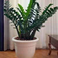 هدیه روز مادر ویژه خاص پسندا