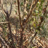 فروش نهال دوساله به تعداد 10/000|گل و گیاه طبیعی|میاندوآب, |دیوار