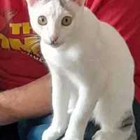 واگذاری بچه گربه