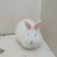 خرگوش چشم قرمز بالغ نر خیلی خوشگل