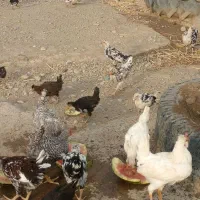 نیمچه گلین