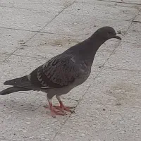 کبوتر
