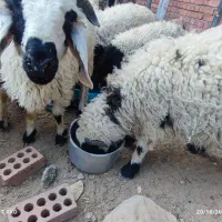 فروش تعداد ی بره در روستای گنجان از توابع رابر