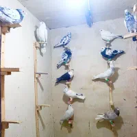 دسته سار سوسکی همه نر