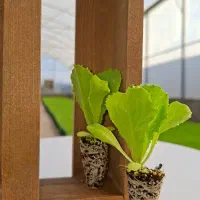 نشا انواع کاهو کلم بادمجان گوجه|گل و گیاه طبیعی|دزفول, |دیوار