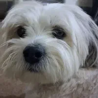 شیتزو سه ساله