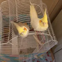 عروس هلندی نروماده