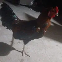 خروس دورگ لاری اصل