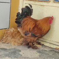 مرغ و خروس زینتی پاپر