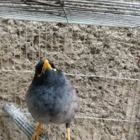 مینا سخنگو|پرنده|قم, علی آباد سعدگان|دیوار