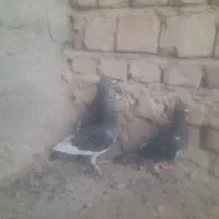 سه تاجان اردن خالص