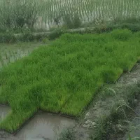 توم علی کاظمی درجه یک