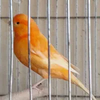 قناری رنگی|پرنده|شهرکرد, |دیوار