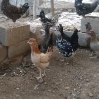 تخم نطفه دار گلین چهل تاج ریشو|حیوانات مزرعه|خمینی‌شهر, |دیوار