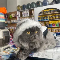 گربه اسکاتیش|گربه|مریوان, |دیوار