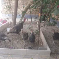بوقلمون