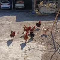 ایروکفرپش۴عددخروس سالم واکسن شده یا معاوضه با مرغ