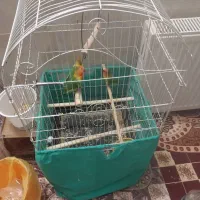 طوطی کوتوله