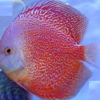 فروش ویژه ماهی دیسکس|ماهی|مشهد, خلق آباد سفلی|دیوار