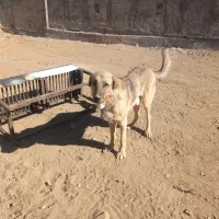 توله پژدر|سگ|شازند, |دیوار