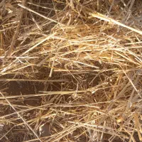 5 کیسه گندم سرداری بذری درجه یک بدون آشغالقیمت 26