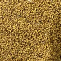 تخم یونجه بوجاری شده