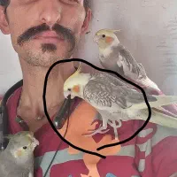 گمشده عروس هلندی|پرنده|محمدیه-قزوین, |دیوار