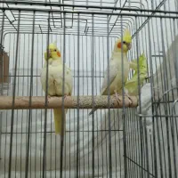 یک.جفت.عروس.هلندی