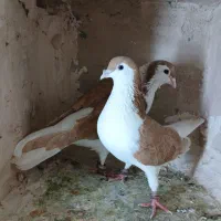 یک جفت ساده زرد