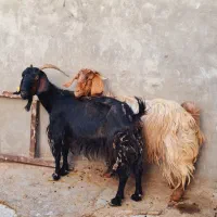 چهارعددبز‌دمخونگی