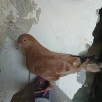 کبوتر کله ای ماده