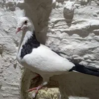 کفترنرابلغ300|پرنده|شیروان (خراسان), |دیوار