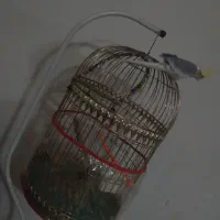 قفس پایه دار طلایی