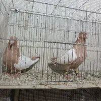 نر و ماده سینه زرد