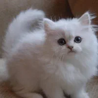 گربه پرشین