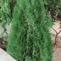 فروش باغ شهری در شیراز سیاخ دارنگون مجتمع گلابدره|فروش زمین و ملک کلنگی|شیراز, شهرک گلدشت حافظ|دیوار