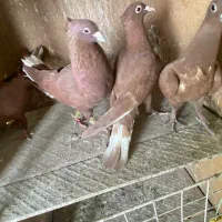 جوجه گلی دمسفید زرند