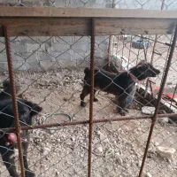 سگ قدریجونی درجه 1