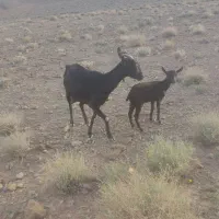 بز مورسیاه زایده  کوهبنان