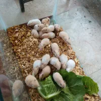 همستر|موش و خرگوش|مشهد, توس (بلوار توس)|دیوار