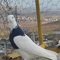 یک ماده طوقی عتیقه واکسن شده