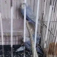 جفت کوتوله رنگ خاص و چند تا مرغ عشق|پرنده|تربت جام, تیپ ۳۸ زرهی تربت جام|دیوار