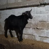 بز نر مورسیا چاق و زبل جهت نسل کشی